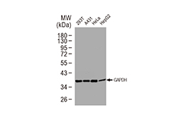 GAPDH antibody [GT239](GTX627408)