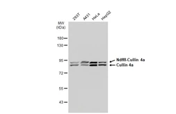Anti-Cullin 4a antibody [JU07-33] used in Western Blot (WB). GTX01050