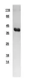 Human UFD1L protein, His tag. GTX109579-pro