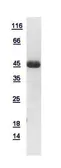Human SOX6 protein, His tag. GTX116081-pro