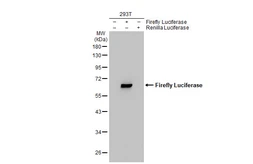 Anti-Firefly Luciferase antibody used in Western Blot (WB). GTX125849