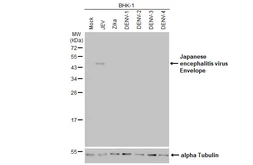 Anti-Japanese encephalitis virus Envelope antibody used in Western Blot (WB). GTX125867