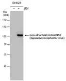 Anti-Japanese encephalitis virus NS5 antibody used in Western Blot (WB). GTX131359