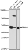 Anti-TEAD3 antibody used in Western Blot (WB). GTX32917