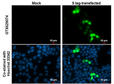 Anti-S Tag antibody [GT727] used in Immunocytochemistry/ Immunofluorescence (ICC/IF). GTX629074