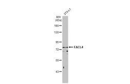 Anti-FACL4 antibody [GT186] used in Western Blot (WB). GTX633365