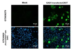 Anti-GAD67 antibody [HL1095] used in Immunocytochemistry/ Immunofluorescence (ICC/IF). GTX636279