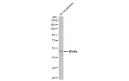 Anti-Wnt8a antibody [HL1648] used in Western Blot (WB). GTX637229
