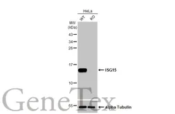 Anti-ISG15 antibody [HL2017] used in Western Blot (WB). GTX637918