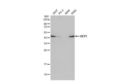 Anti-HEY1 antibody [HL2367] used in Western Blot (WB). GTX638573