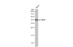 Anti-HEY1 antibody [HL2367] used in Western Blot (WB). GTX638573