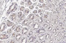 Anti-Wnt9a antibody [HL2422] used in IHC (Paraffin sections) (IHC-P). GTX638644