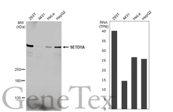 Anti-SETD1A antibody [HL2705] used in Western Blot (WB). GTX639459