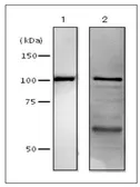 Anti-DNA Polymerase I (E coli) antibody used in Western Blot (WB). GTX64108